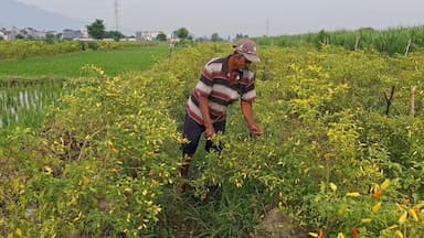 Harga Cabai Turun Drastis, Petani di Kediri Raup Untung Kecil