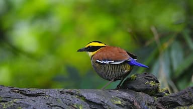 BKSDA Catat Kedatangan Burung Migran di Trenggalek