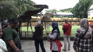KBS Kaji Kenaikan Tarif Tiket, Berlaku Mulai 2026
