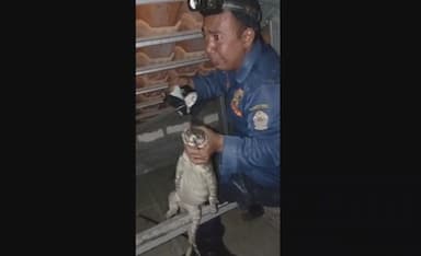 Dikira Tikus, Ternyata Biawak Besar Bersembunyi di Atas Plafon Rumah Warga Bangkalan