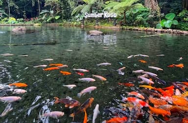 Sumber Koso Ngawi: Pesona Ribuan Ikan Koi dan Sejuknya Udara Pegunungan di Lereng Lawu