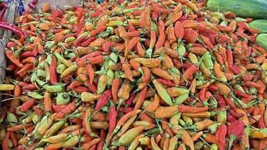 Makin Pedas! Harga Cabai Rawit Melejit Hingga Seratus Ribu Per Kilo
