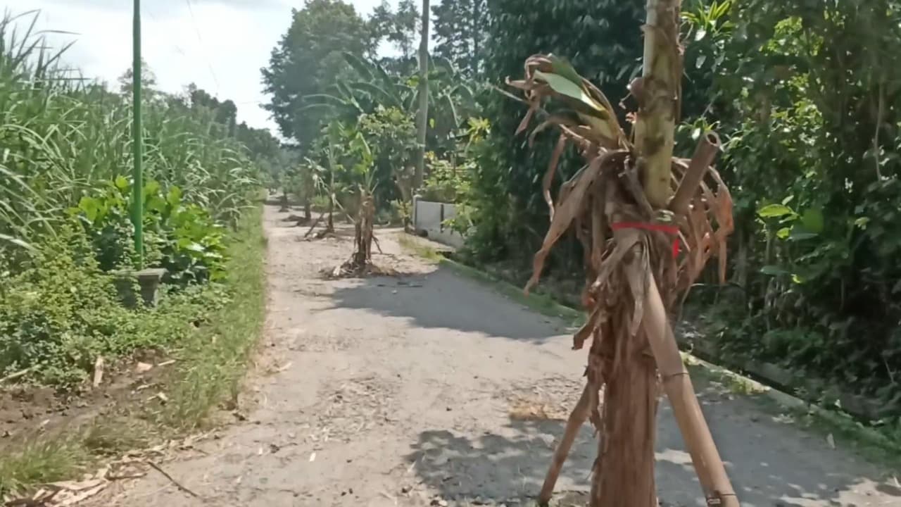 Jalan Rusak Dibiarkan Dua Tahun, Warga Bakung Blitar “Hadiahkan” Pohon Pisang di Tengah Aspal