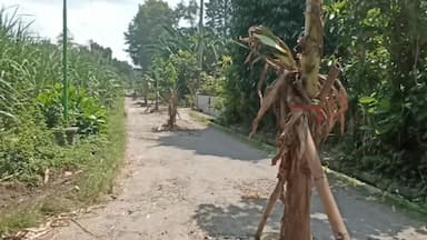 Jalan Rusak Dibiarkan Dua Tahun, Warga Bakung Blitar “Hadiahkan” Pohon Pisang di Tengah Aspal