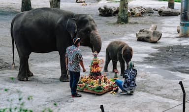 Kartinian with Gajah Sumatera Diah, Cara Unik Batu Secret Zoo Edukasi Konservasi Satwa