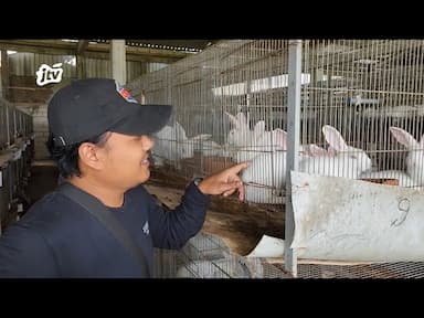 Dari Hobi Jadi Rejeki, Peternakan Kelinci Bojonegoro Hasilkan Ribuan Ekor dan Buka Lapangan Kerja
