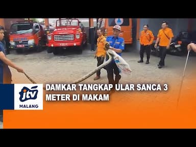 Damkar Tangkap Ular Sanca 3 Meter di Area Makam