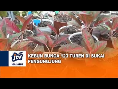 Tempat Wisata Kebun Bunga 123 di Turen Disukai Pengunjung
