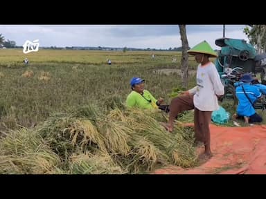 Luas Tanam Terus Meningkat Kabupaten Bojonegoro Hasilkan 841 Ribu Ton Gabah