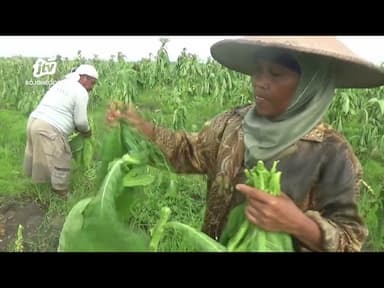 Petani Merugi Akibat Tanaman Tembakau Mati Diterjang Hujan Deras