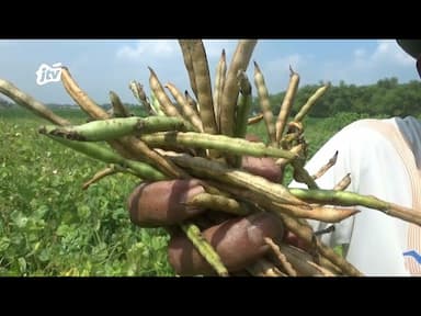 Manfaatkan Musim Kemarau Tanam Kacang Hijau, Petani Hasilkan Panen Melimpah