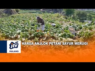 Harga Sayuran Anjlok Petani Merugi