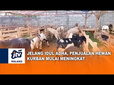 Jelang Idul Adha Penjualan Hewan Kurban Mulai Meningkat
