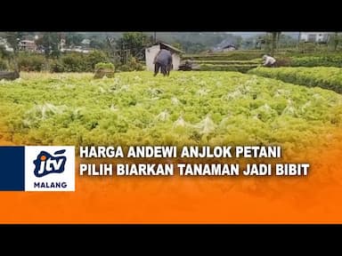 Harga Sayuran Andewi Anjlok Petani Alami Kerugian