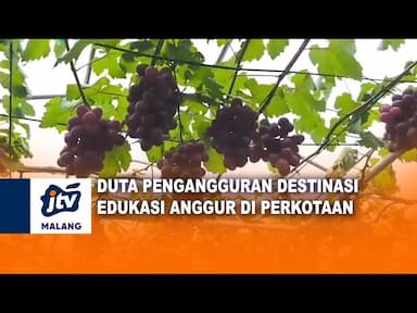 Duta Buah Anggur Destinasi Wisata di Perkotaan
