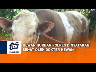 Hewan Kurban Polres Malang Dinyatakan Dokter hewan layak konsumsi