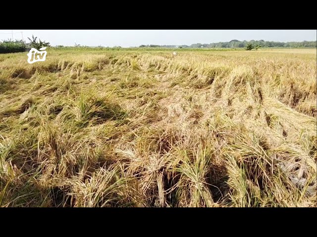 Petani Padi Terancam Rugi Akibat Serangan Hama Wereng dan Sundep