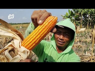 Panen Raya Harga Jagung Melonjak Untungkan Petani