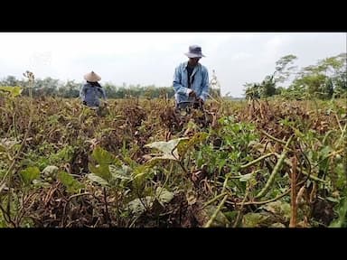 Manfaatkan Musim Kemarau, Petani Beralih Ke Tanam Kacang Hijau