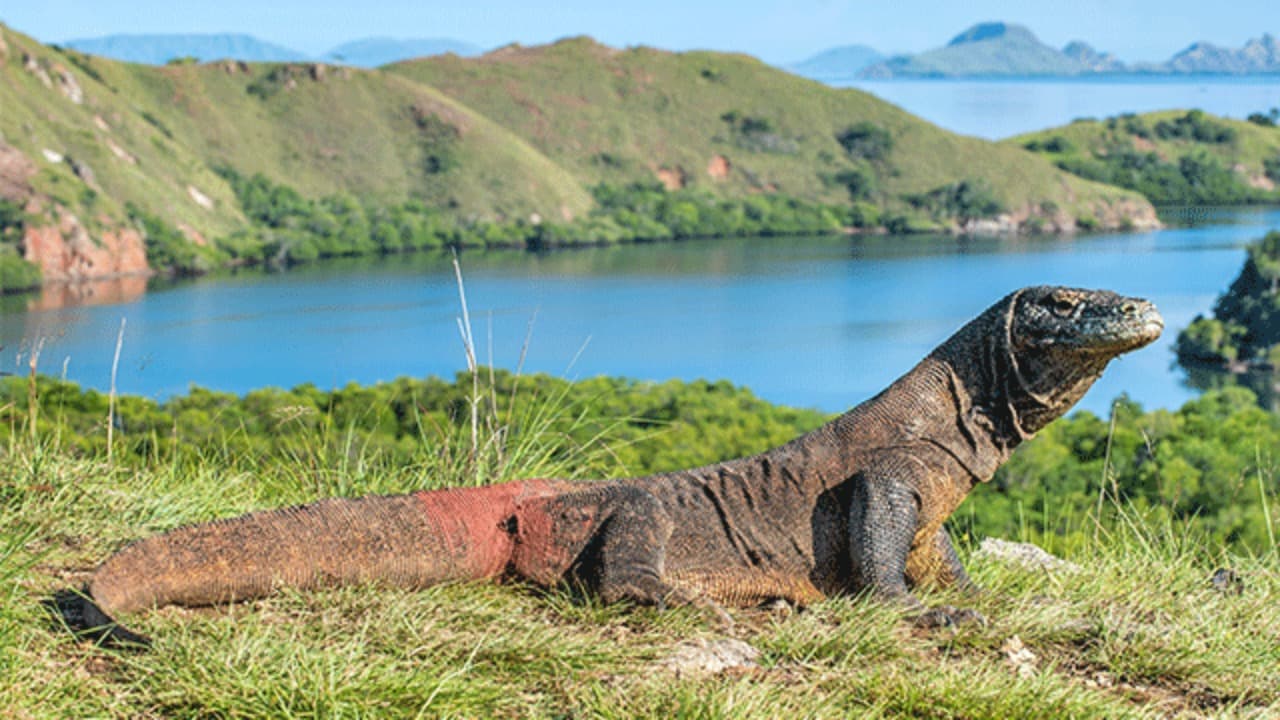 Rencana Peminjaman Komodo ke Jepang Tuai Kritik dari Aktivis Perlindungan Hewan