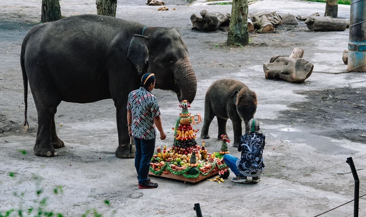 Kartinian with Gajah Sumatera Diah, Cara Unik Batu Secret Zoo Edukasi Konservasi Satwa